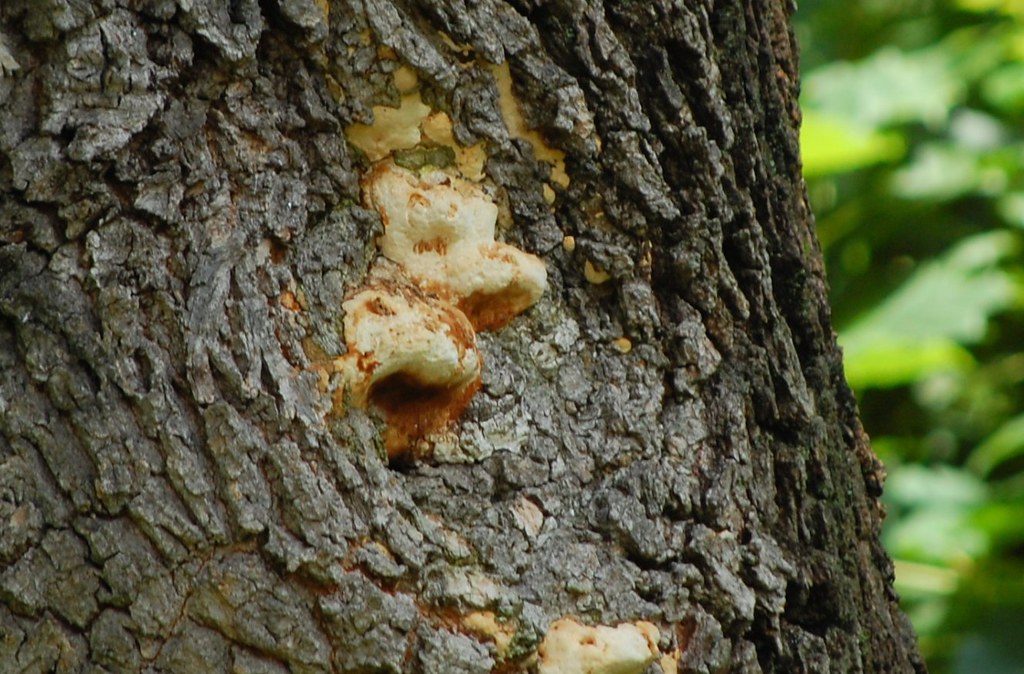 tree gopher and tree fox Mark Flickr