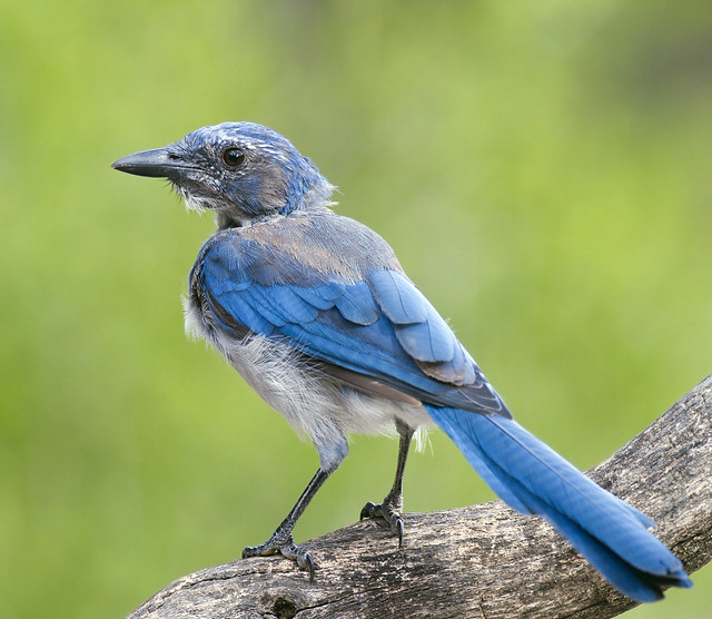 Western Scrubjay ( californica ) a photo on Flickriver