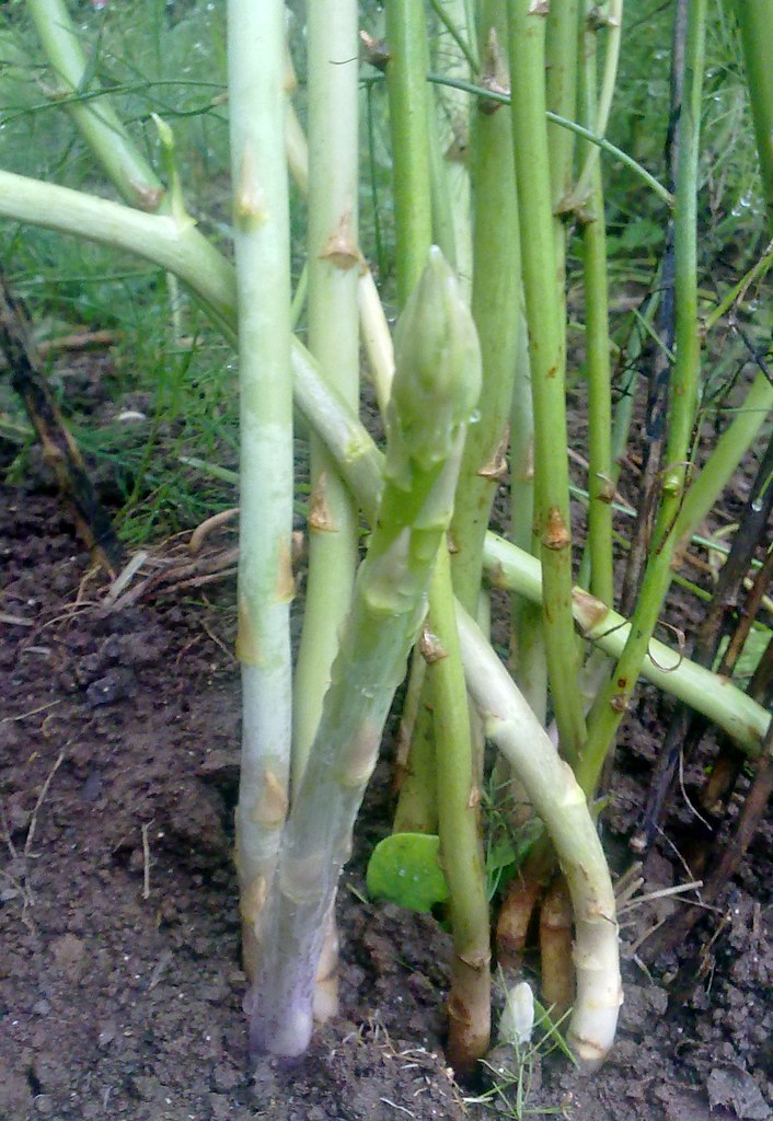 asparagus crown myculinarygarden Flickr