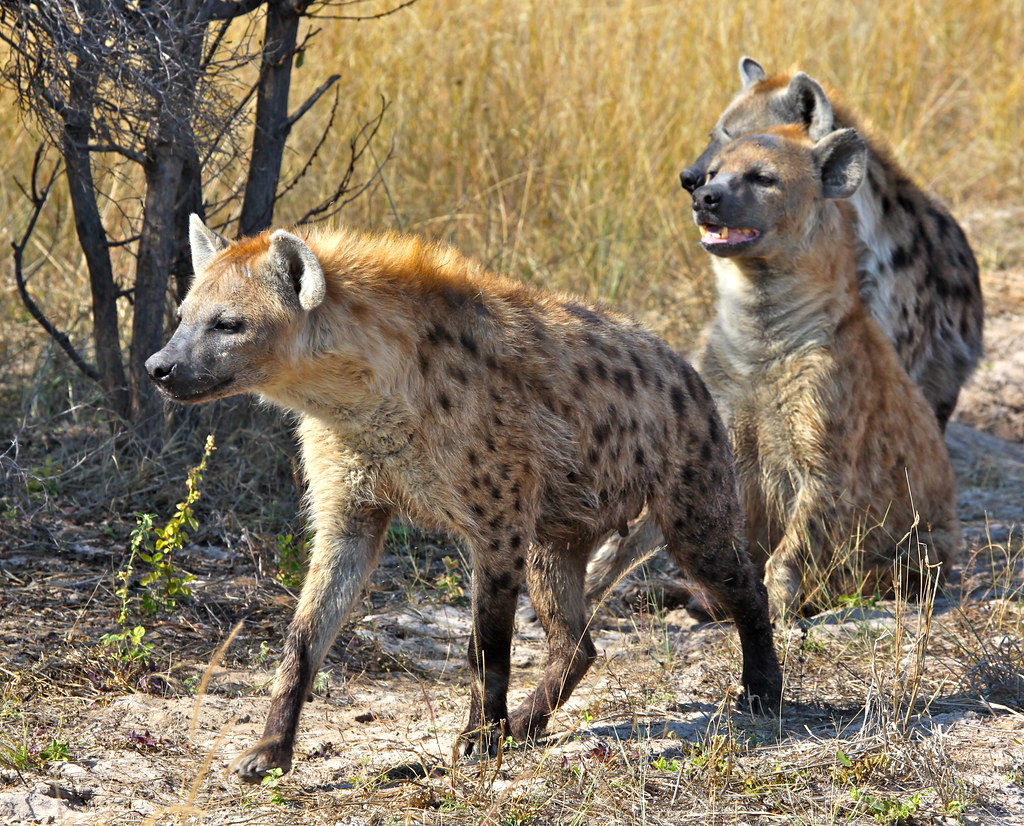 Hyenas on the Hunt A pack of three hyenas, a mom and two o… Flickr