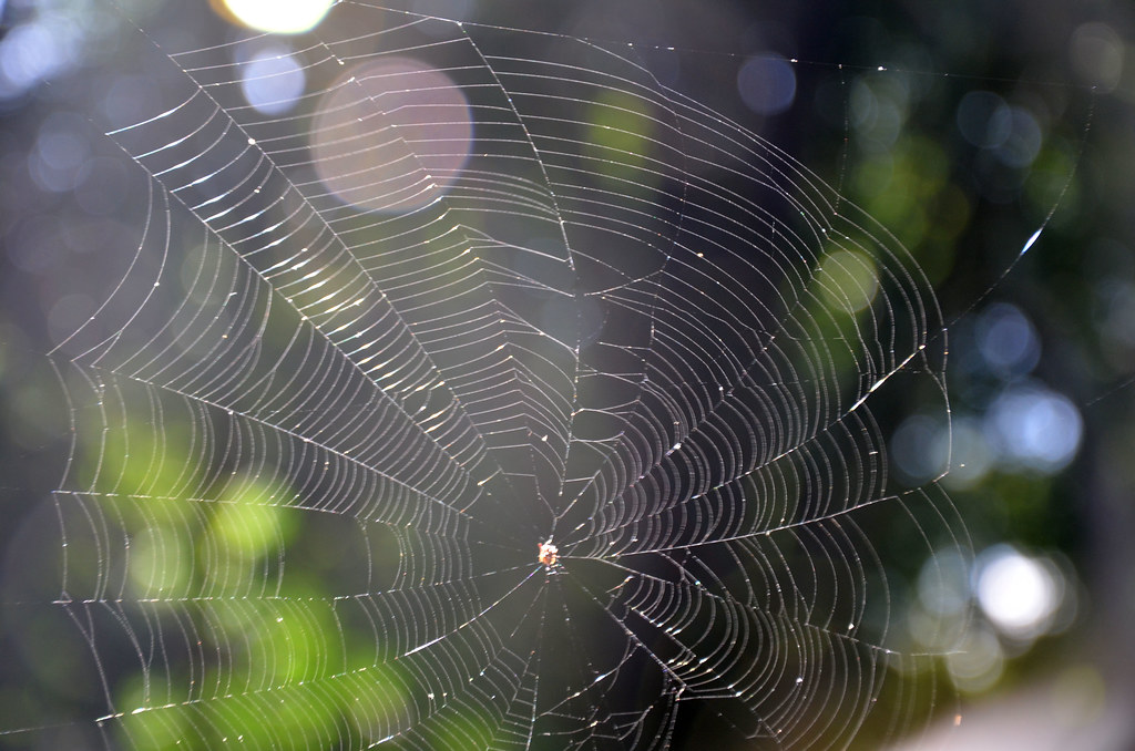 Teia de aranha A teia é como chamamos o conjunto de fios d… Flickr