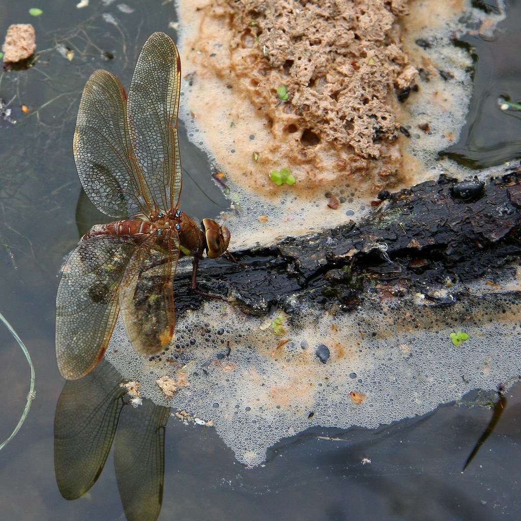 Dragonfly set the eggs in water Heikki (digi) Luhtala Flickr