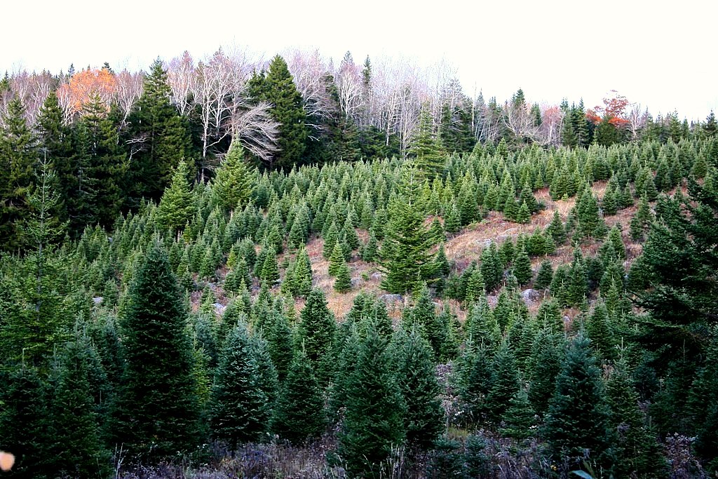 Parkdale, Lunenburg County, Nova Scotia A Christmas Tree p… Flickr