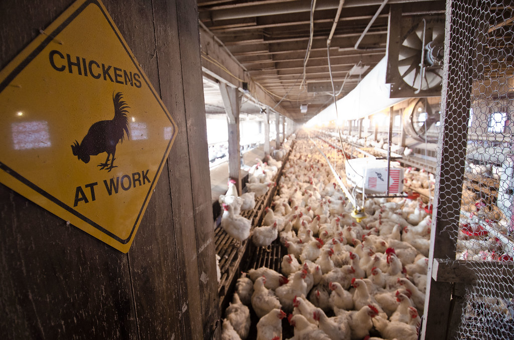 20110420RDLSC0961 Some of the 17,000 poultry at Seldom … Flickr