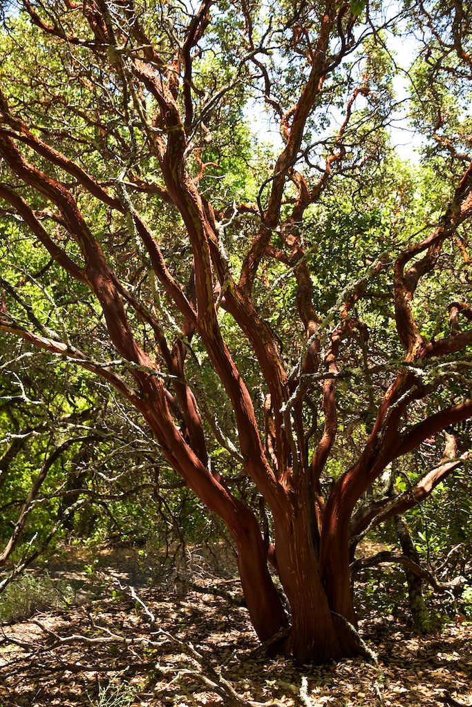 Manzanita Tree a photo on Flickriver