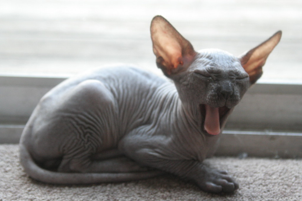YAWN. Turkey. Sphynx kitten/new family member. Danica Jones Flickr