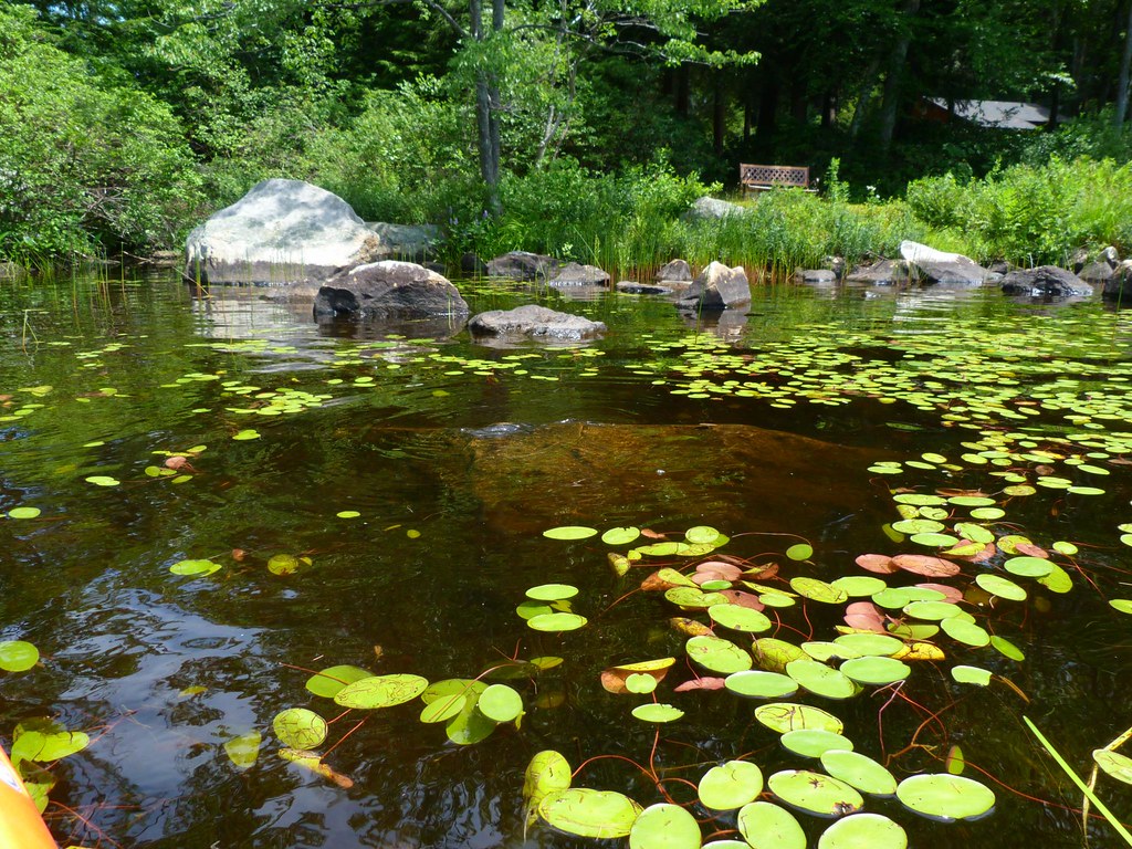 Water Shield Big Pond Otis MA Rusty Clark 100K Photos Flickr