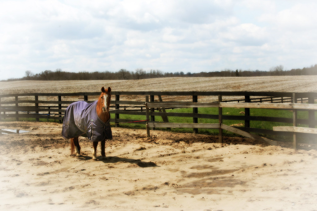 the horse on 6th and b ave Taken Northwest of Kalamazoo Mi… Flickr