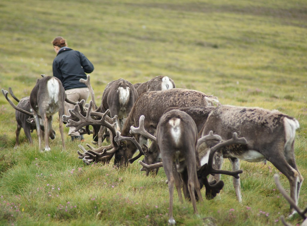Feeding the Reindeer The Cairngorm Reindeer Herd near Avie… Flickr