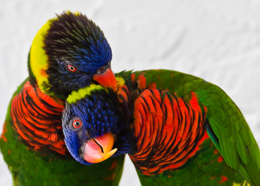 Lorikeets in Love Butterfly World Bara Chouinard Flickr