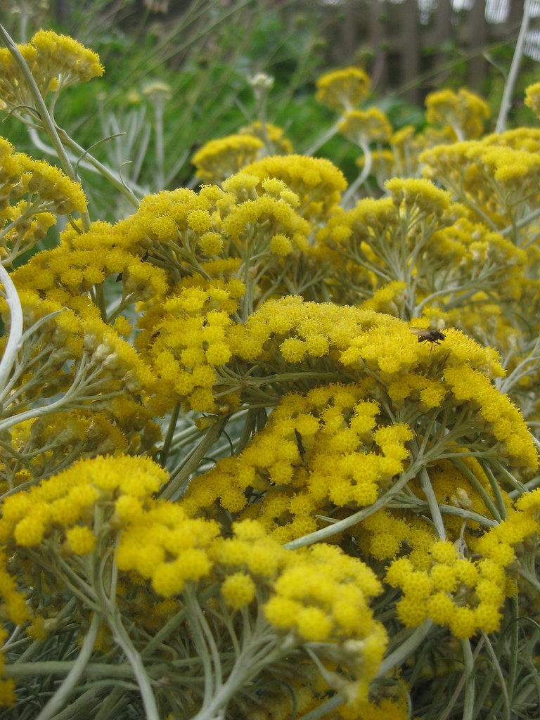 Curry plant flowers A mass of yellow curry plant flowers. … Flickr