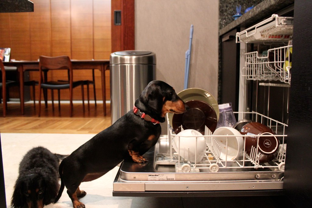 dogs in the dishwasher blogged Emily Orpin Flickr