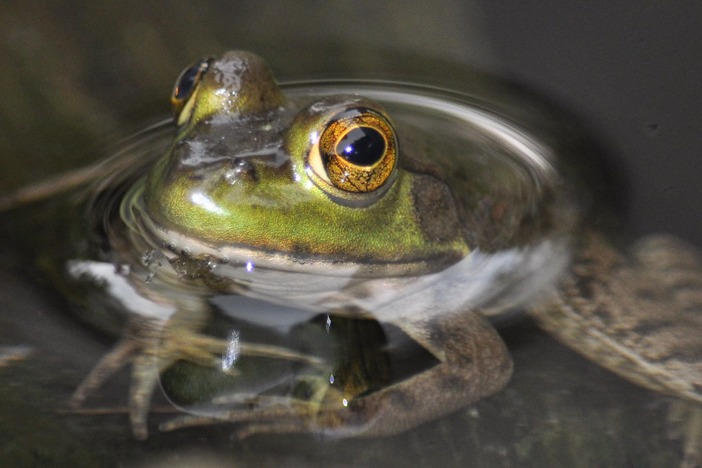 Golden Eye Baby bullfrog in my back yard pond. Louis Ruttkay Flickr