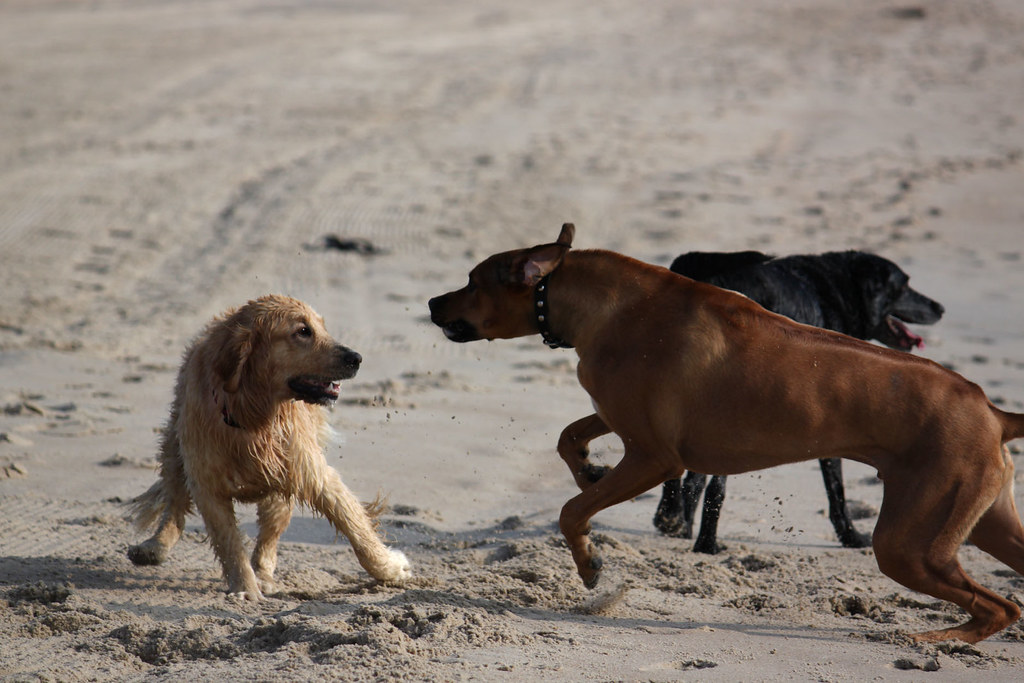 Dogs on Dewey Beach, DE justin schmidt Flickr