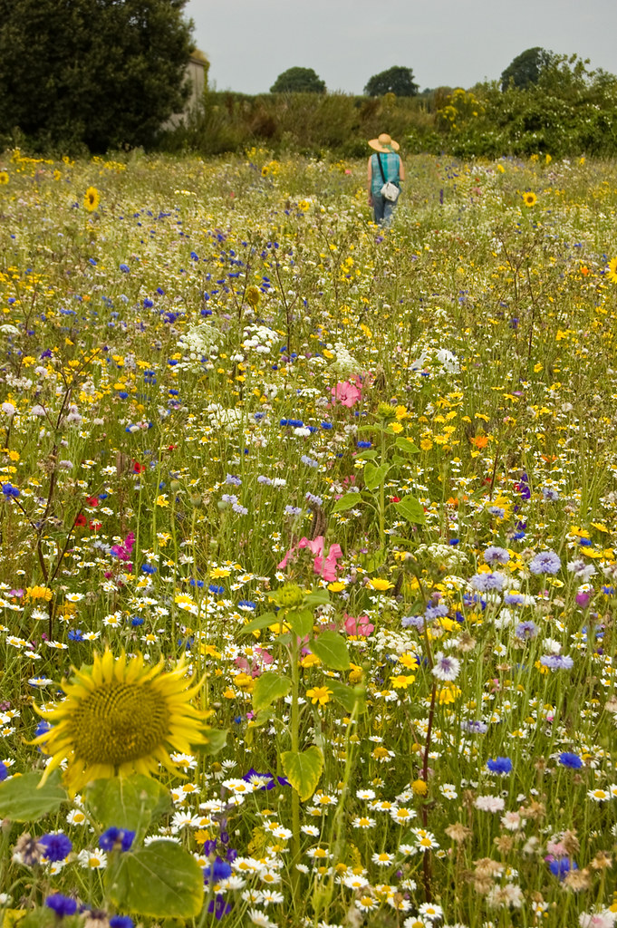 Flower Meadow Flower meadow at Barcroft Hall, South Pether… Flickr