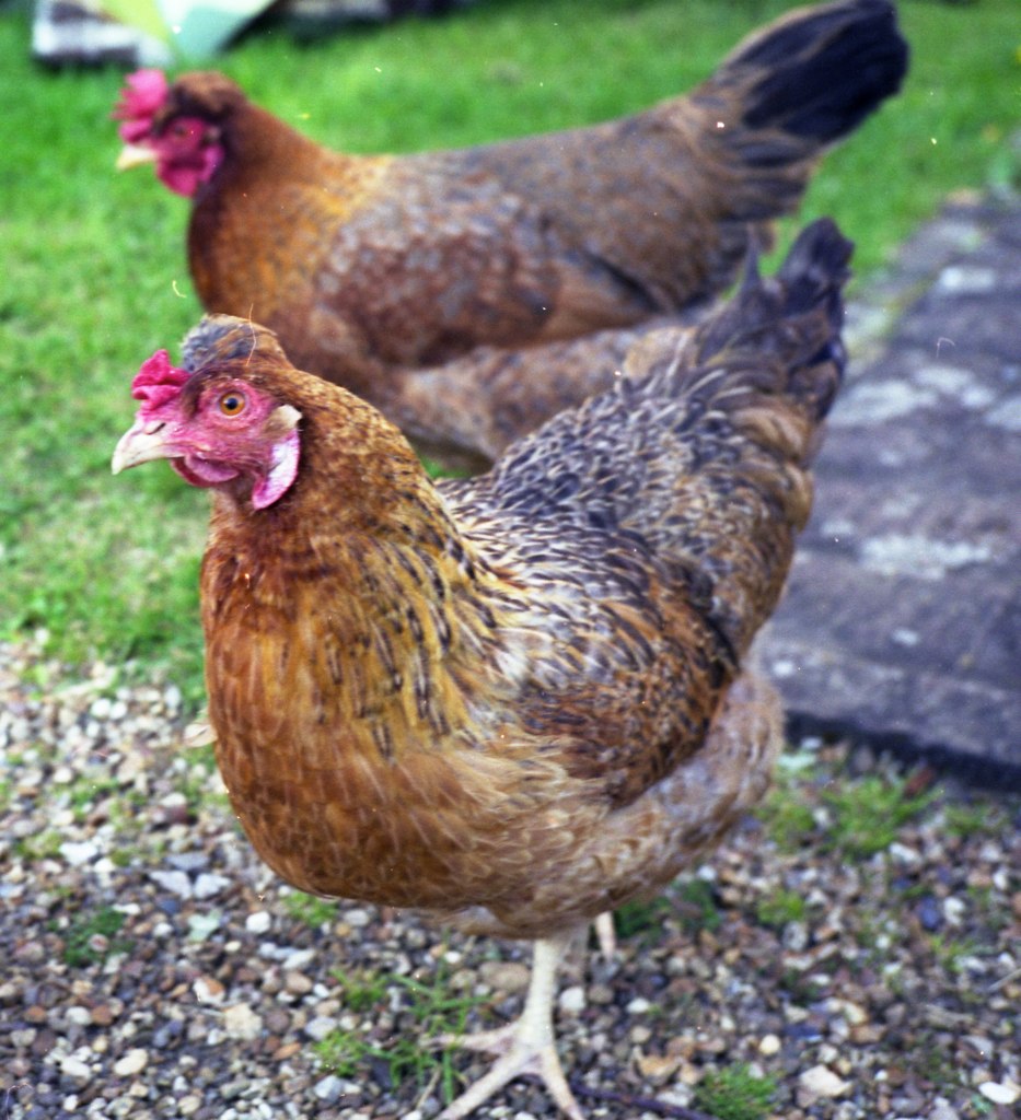 Cotswold Legbars RIP Damn fox mmj Flickr