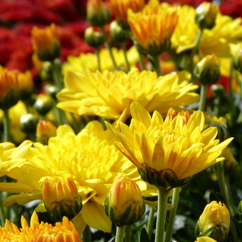 Chrysanthemums At the Home Depot in Melrose Park. yooperann Flickr