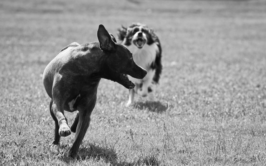 Being chased Looks bad but you know how dogs love to run t… Flickr