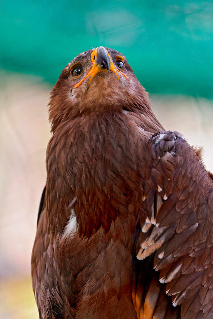 Brown eagle looking up One of the eagles there (well, I th… Flickr