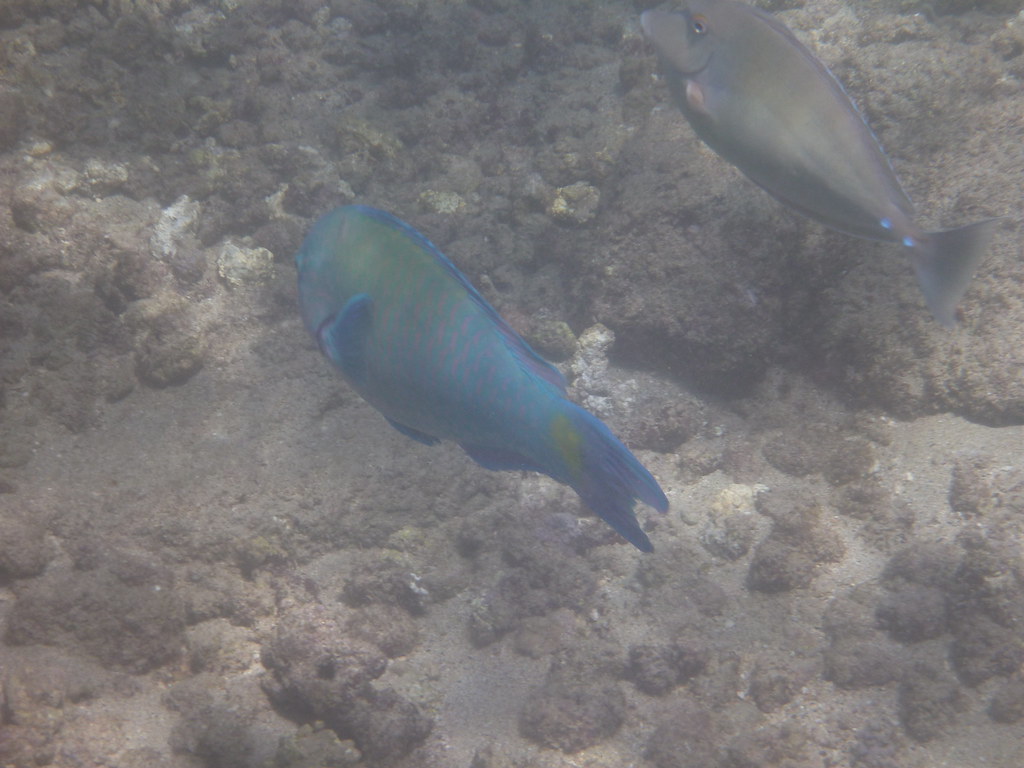 P1000086 Lawai Beach snorkel, blue Bulletnose Parrotfish Faires