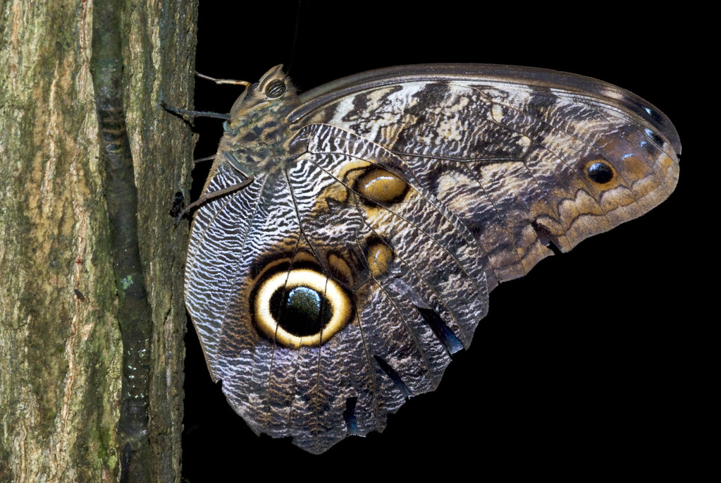 OwlEye Butterfly OwlEye Butterfly (Caligo spp) from Gamb… J.P. Lawrence Flickr