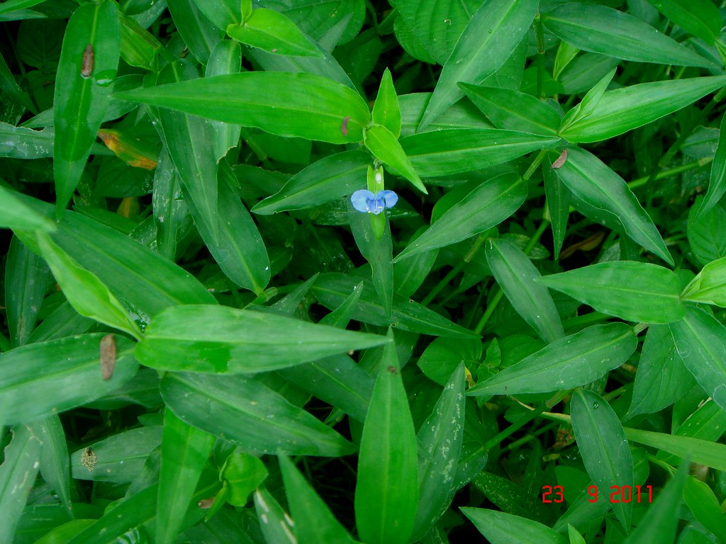 Commelina diffusa Burm. f. Alor Setar, Kedah, Malaysia