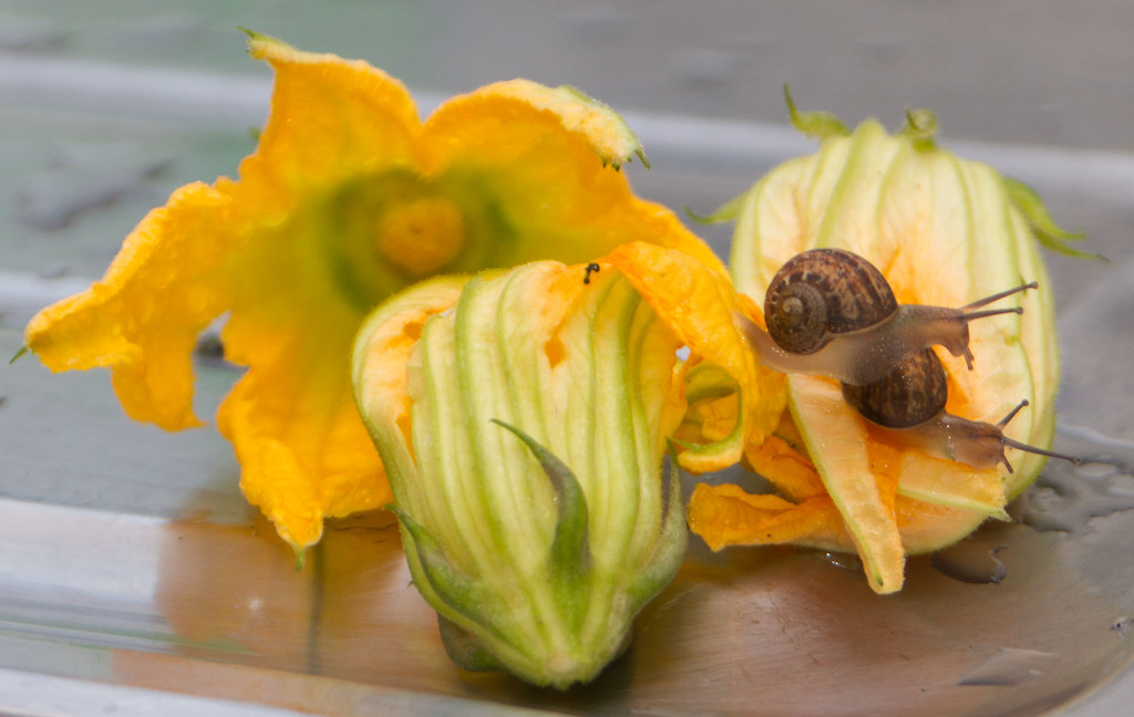 Snail Pace9351 Lilian Levesque Flickr