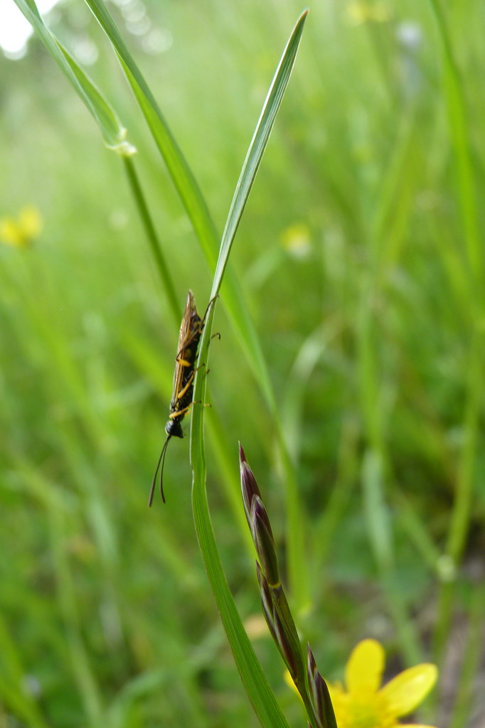 Bug on Grass at Baskett Slough NWR Litter of Leaves Flickr