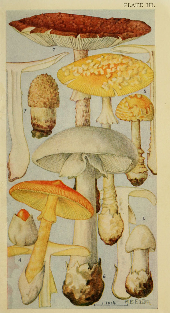 n164_w1150 Field book of common gilled mushrooms New York … Flickr