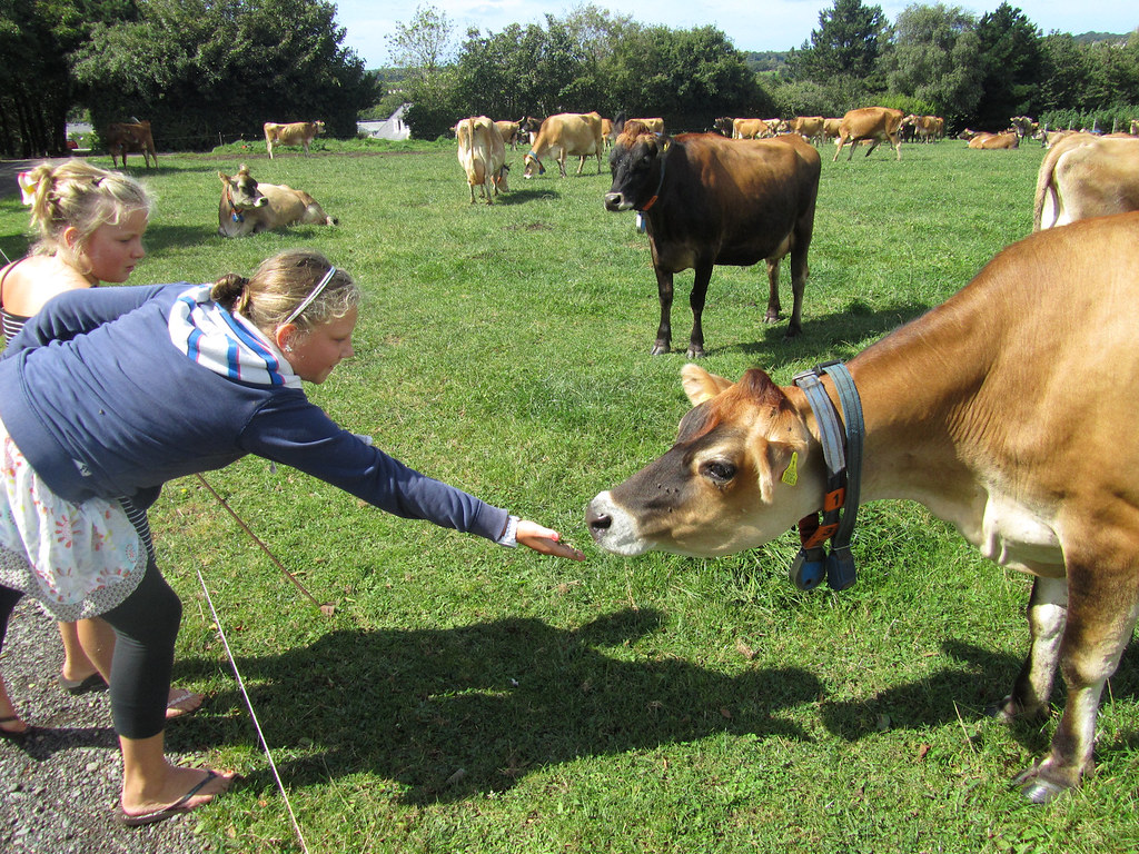 Holly Feeds Ciws Holly feeds a cow, the two of them standi… Flickr