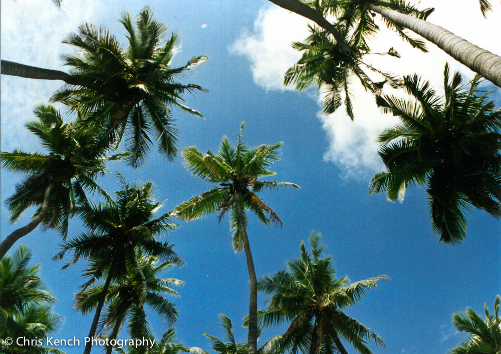Coconut grove Kapaa, Kauai, Hawaii Chris Kench Flickr