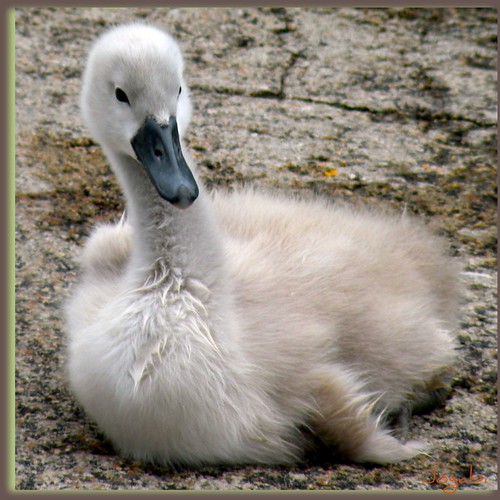 Bébé cygne J'ai aimé voir ces bébés cygnes, toutes