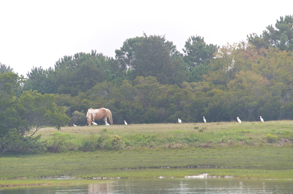 Chincoteague/Assateague Vacation Günter Waibel Flickr