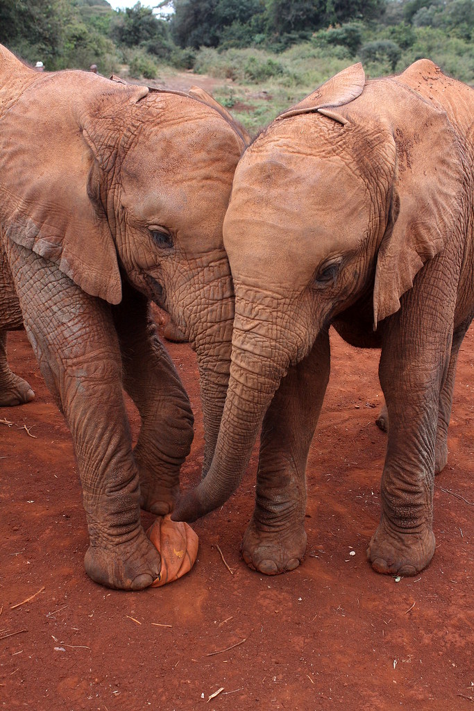 Two baby Elephants at an Elephant Orphanage, Nairobi Flickr