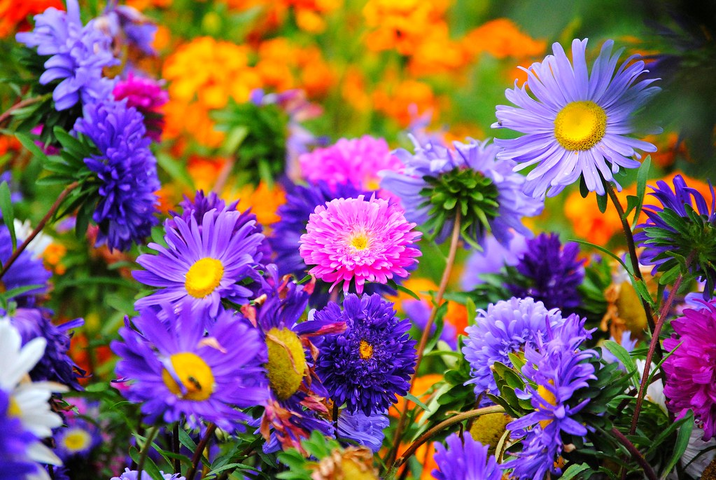 Late summer flowers These beautiful flowers still grow in … Flickr