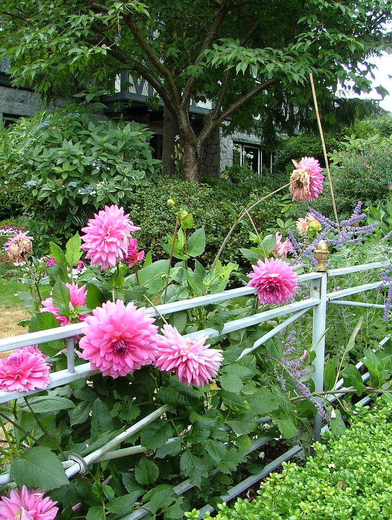 September's Pink Dahlias Queen Anne, Seattle, Sept. 18, 20… Flickr