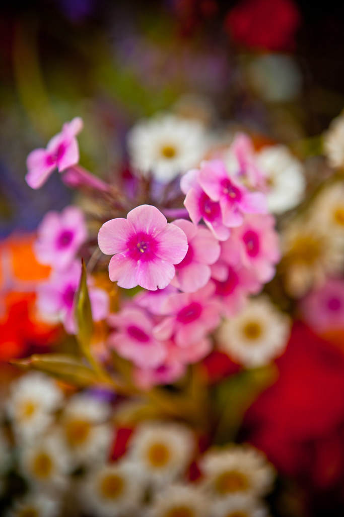 Flower Portraits kris krüg Flickr