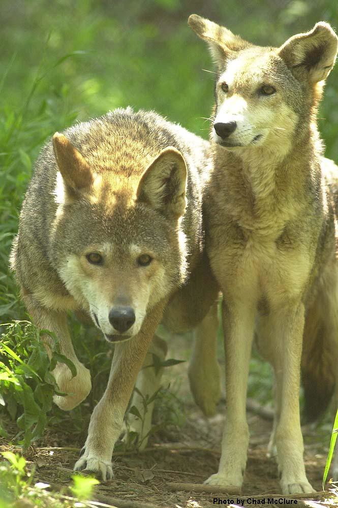 Red Wolves in Chattanooga Photo credit USFWS Red Wolf Flickr