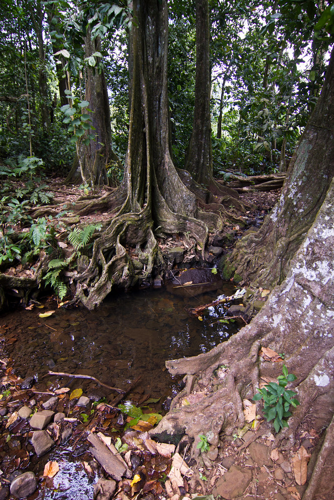 Châtaignier tahitien Mape Marc CARAVEO Flickr