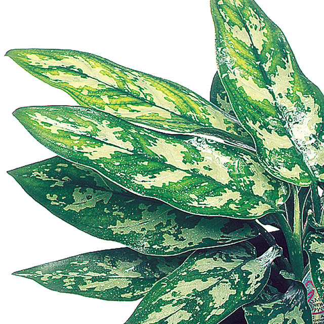 FAM_358AglaonemaMaria Exotic Angel Plants Flickr