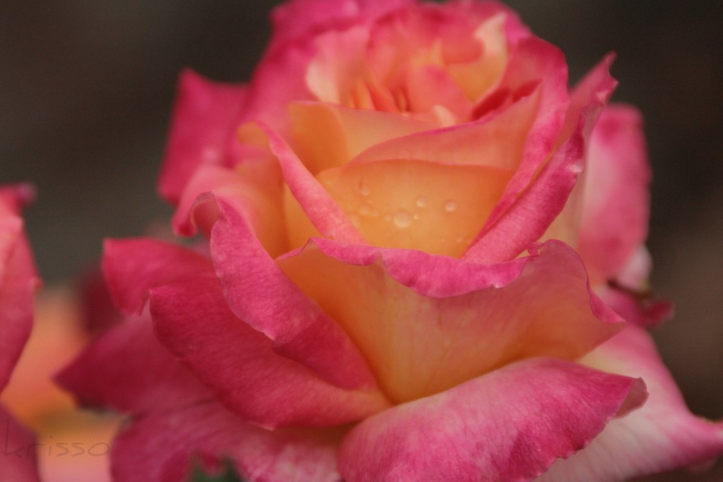 IMG_9858 10/12/2011 Minnesota Arboretum Rose Garden Rose … Flickr