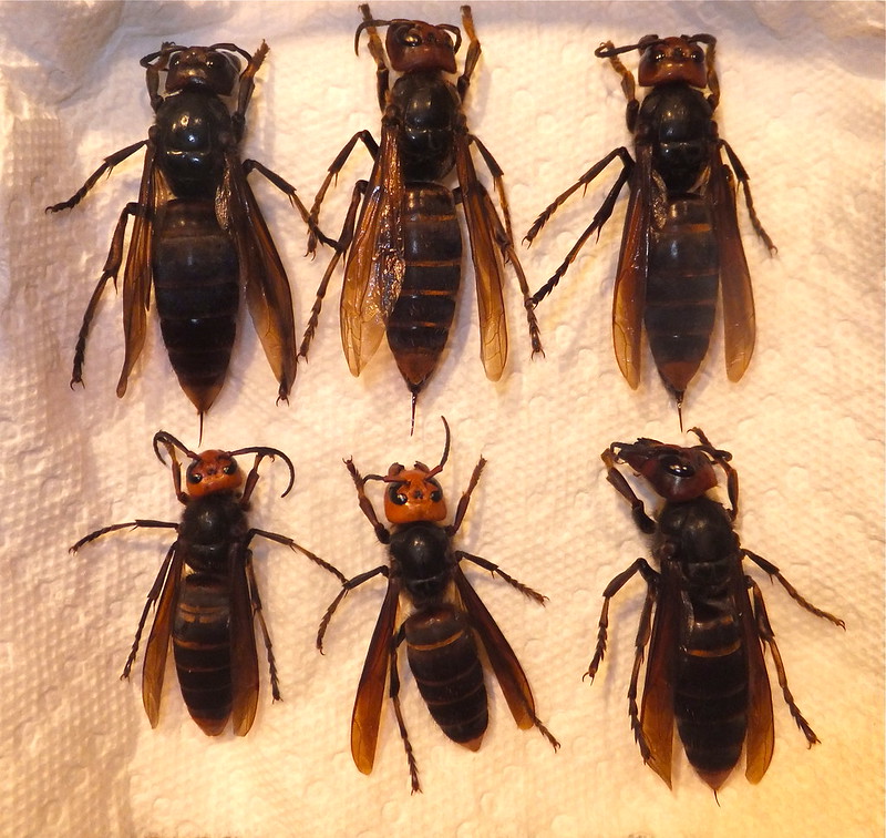 Photos reveal the absolutely startling size of queen…