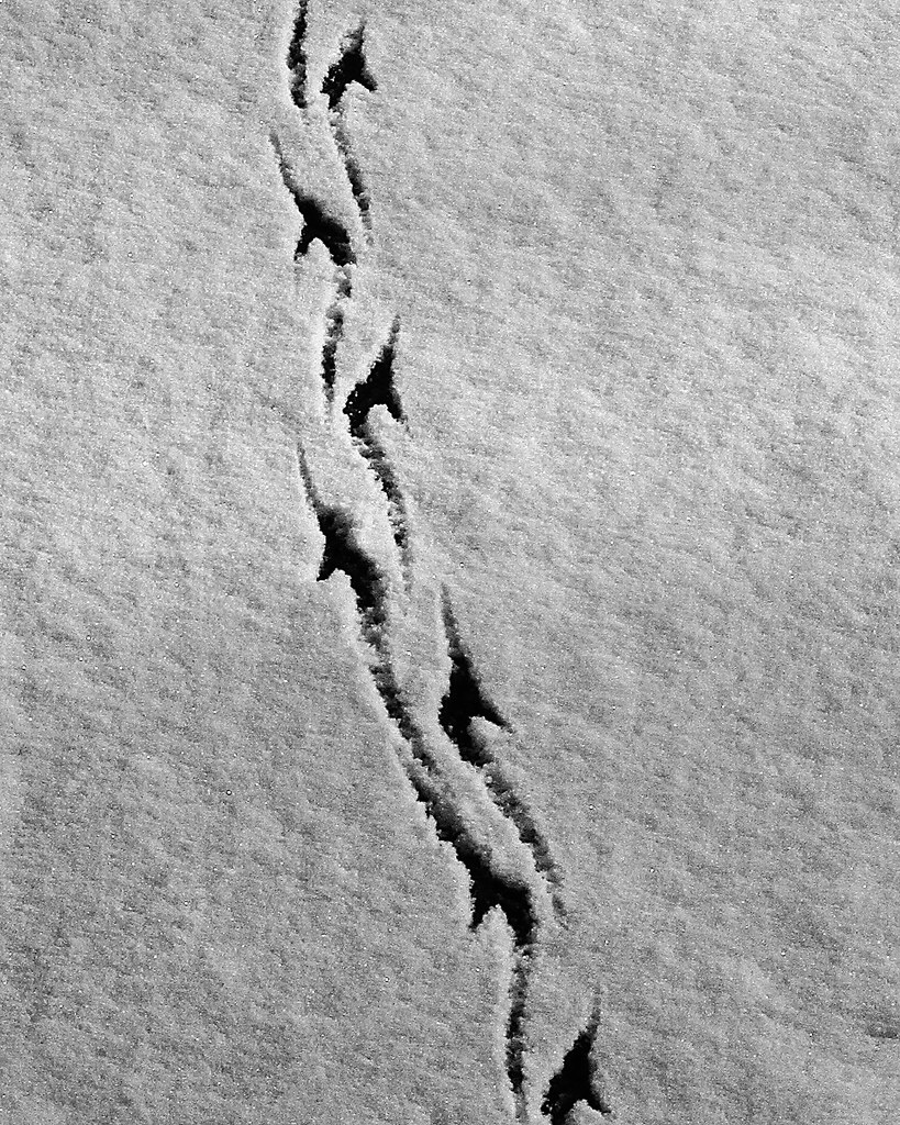 duck tracks dstewart6D Flickr