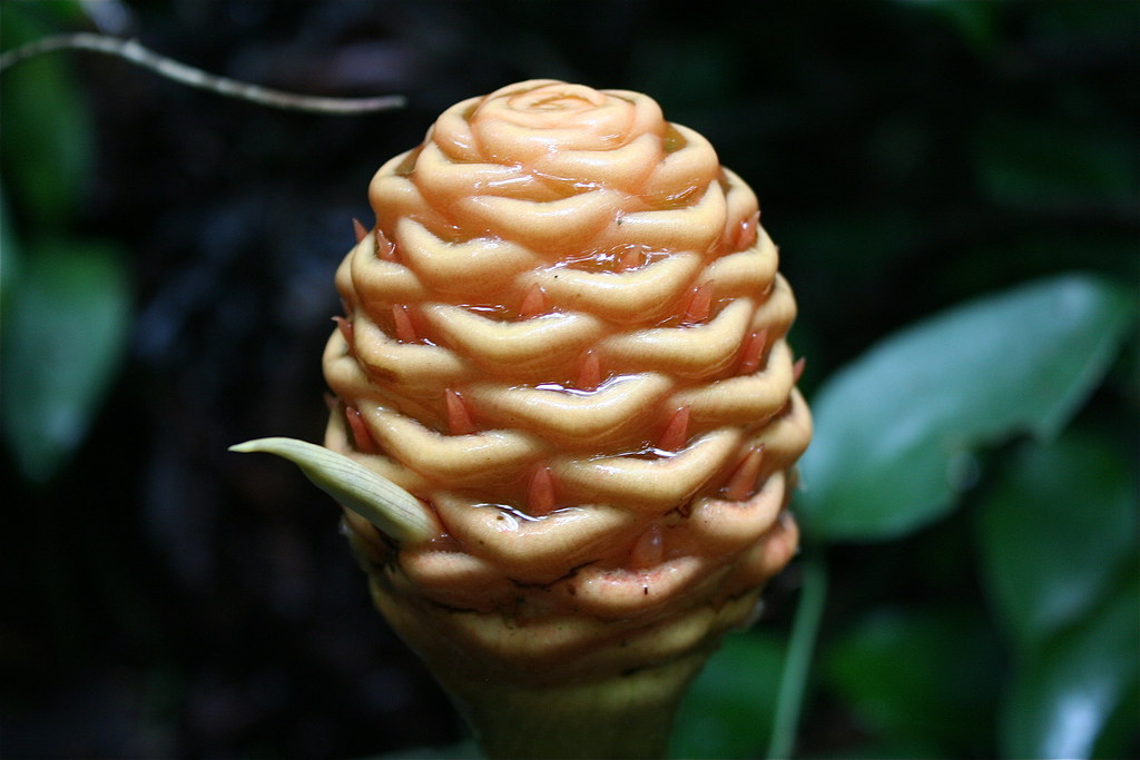 Costa Rica A type of ginger. Taken on a trail at… Flickr