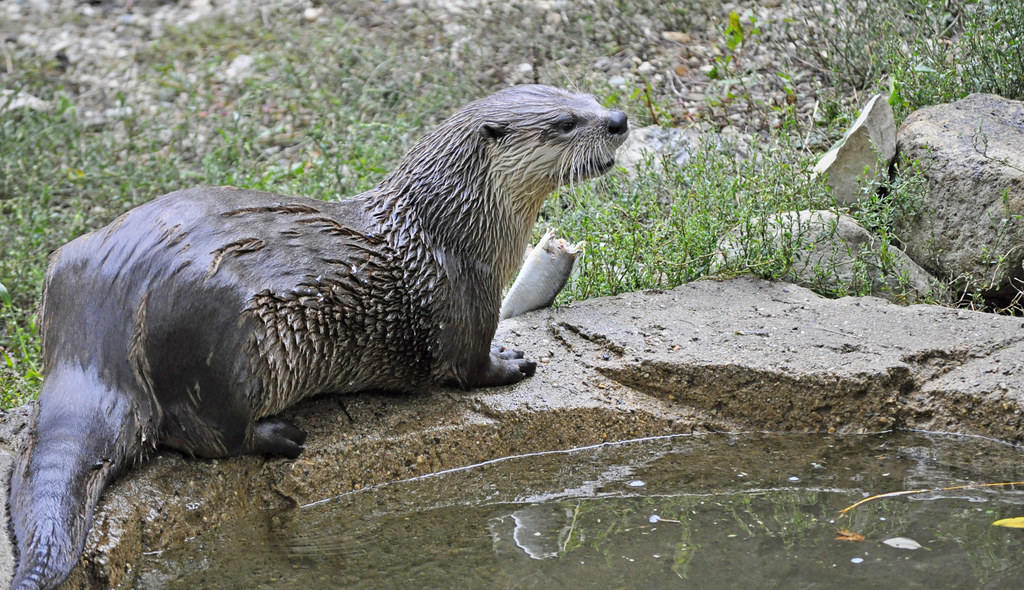 North American River Otter (Lontra canadensis) eating fish… Flickr