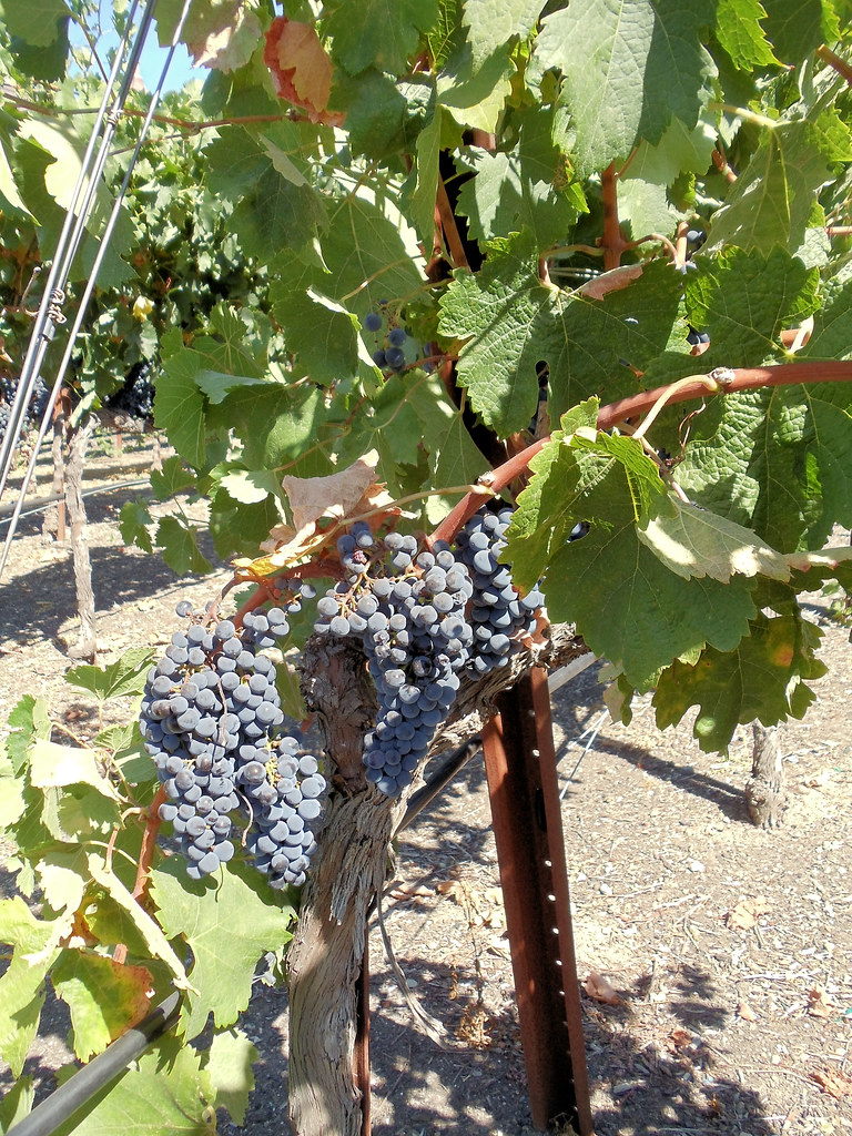 Ledson Winery and Vineyards, Santa Rosa, California, USA Flickr