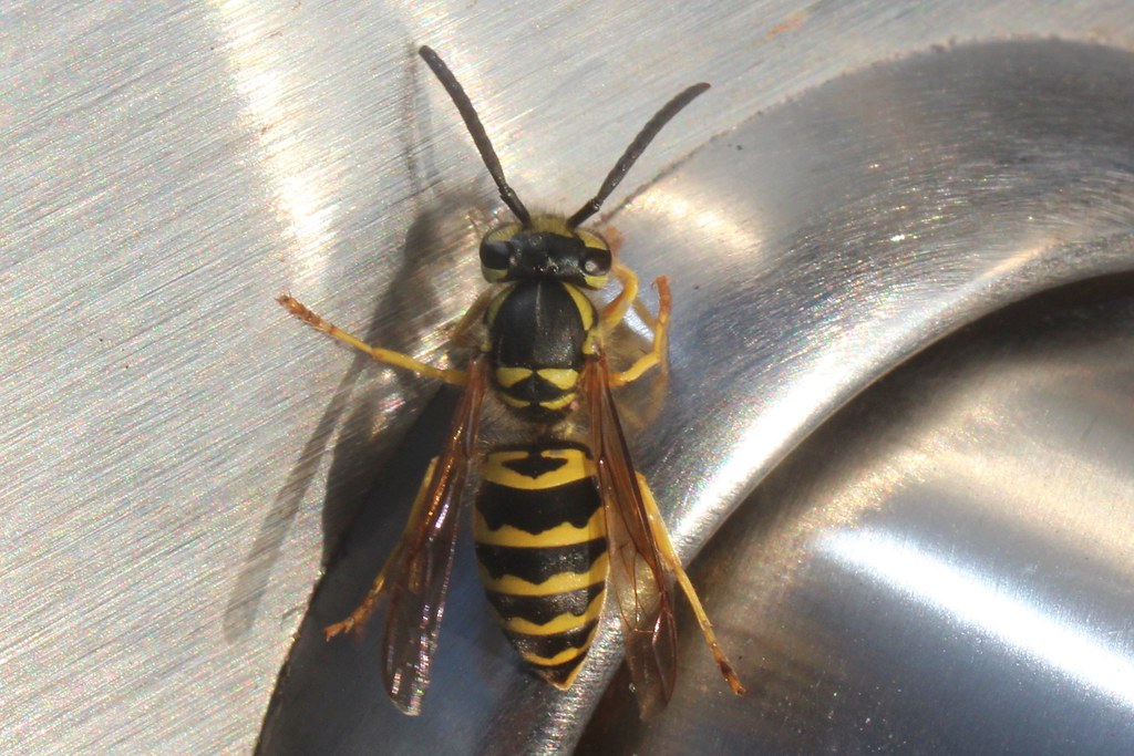 Vespula germanica (German Yellow Jacket; German Wasp) Flickr