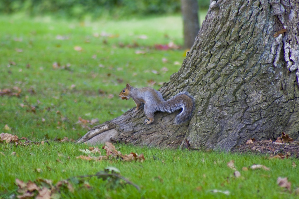 Squirrel with Nuts in Mouth Squirrel with nuts in his mout… Flickr