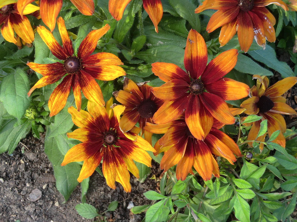 CIMG7937 Flowers in the Parc Floral during the Fete des ja… Flickr