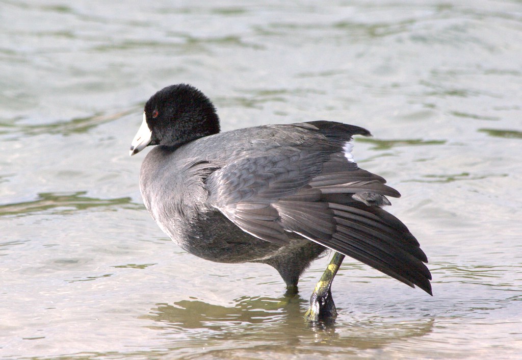 American Coot FIRST COOT OF THE FALL NO OTHER COOTS ON … Flickr
